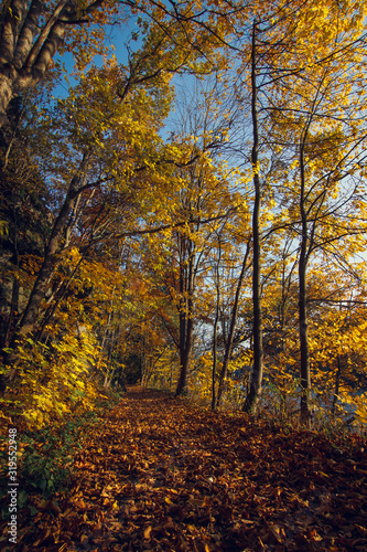 autumn in the park