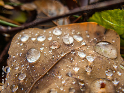 Kroplw deszczu na dębowym liściu leżącym na ziemi.
