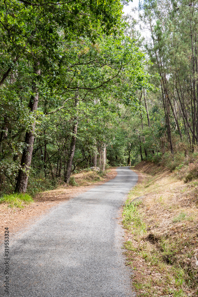 Naklejka premium Background of a rural road that runs through a forest