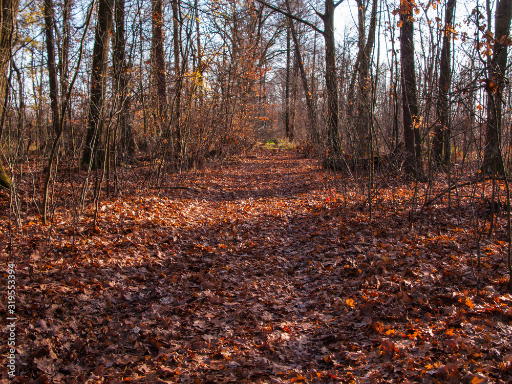 Leśna droga usłana brązowymi, suchymi liściami.