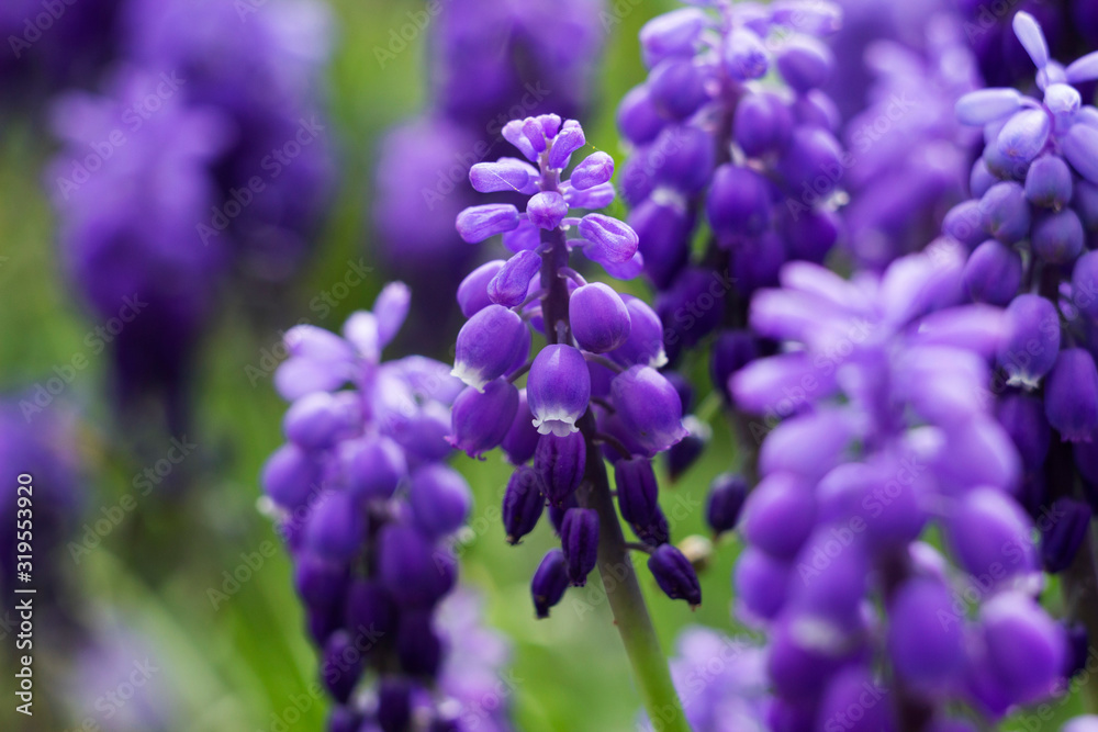 Muscari armeniacum, blue grape hyacinths is a perennial bulbous plant. Floral pattern, beautiful spring flowers in the flowerbed, blurred background. Macro Muscari armeniacum, blue grape hyacinths is a perennial bulbous plant. Floral pattern, beautiful spring flowers in the flowerbed, blurred background. Macro