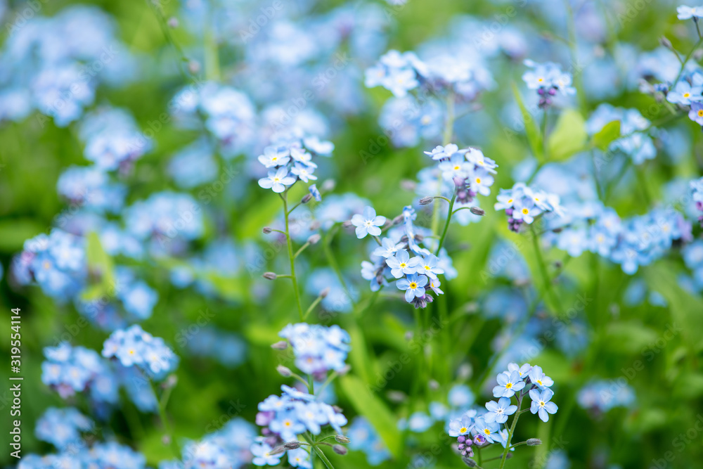 Little blue forget-me-not flowers on spring meadow