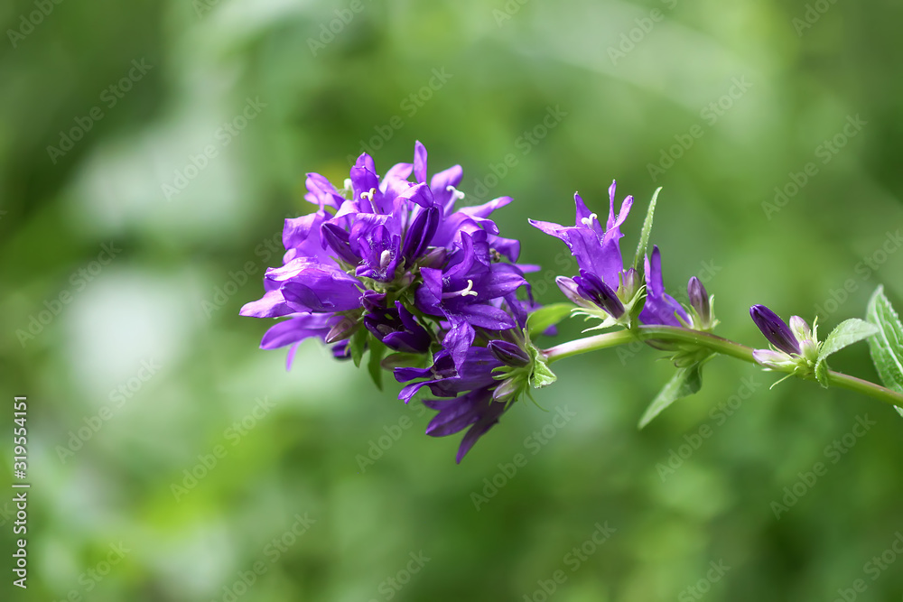 Campanula purple summer flower growing in the garden Campanula purple summer flower growing in the garden