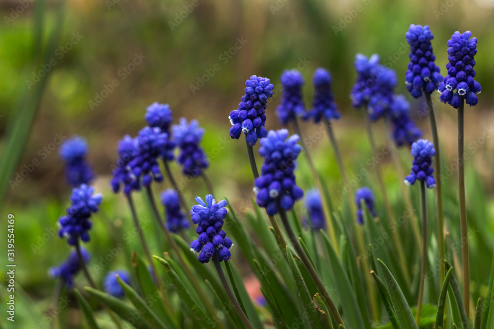 Muscari armeniacum, blue grape hyacinths is a perennial bulbous plant. Floral pattern, beautiful spring flowers in the flowerbed, blurred background Muscari armeniacum, blue grape hyacinths is a perennial bulbous plant. Floral pattern, beautiful spring flowers in the flowerbed, blurred background