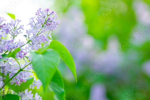 Spring branch of blossoming lilac. Lilac flowers bunch over blurred background. Purple lilac flower with blurred green leaves. Valentine's day. Copy space