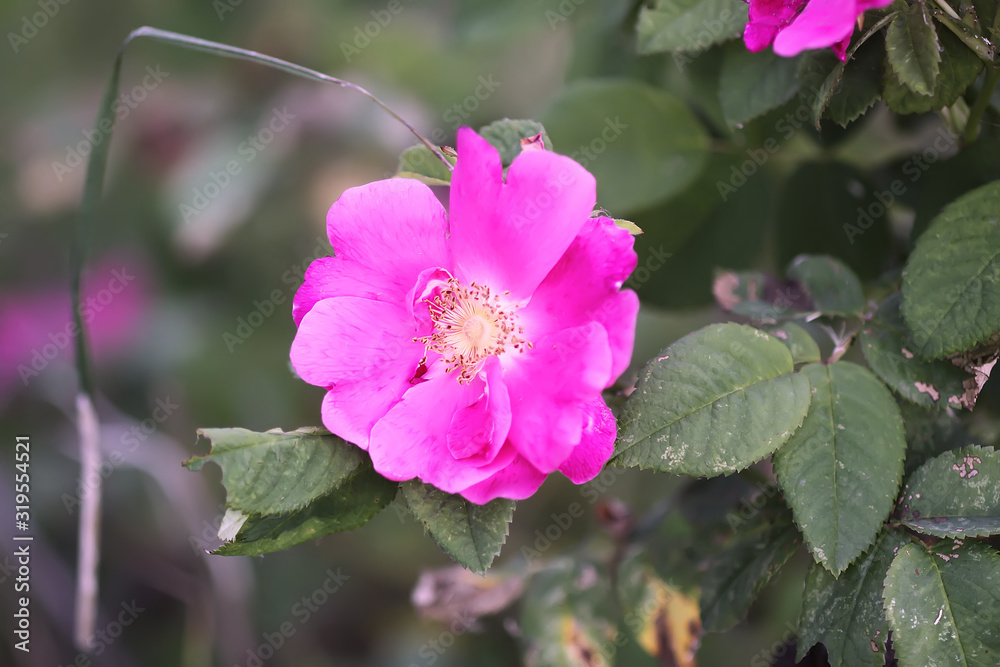 Obraz premium Dog rose blooming plant. Rosa canina pink flowers