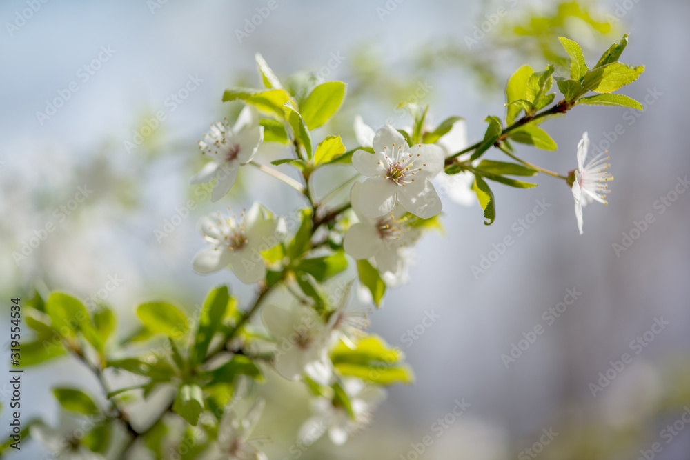 Cherry blossoms in full bloom Cherry blossoms in full bloom