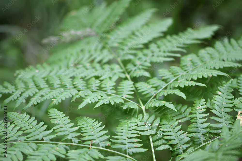 Pteridium aquilinum, brake or common bracken plant, eagle fern, Eastern brakenfern. Green fern leaves in summer forest close up. Pteridium aquilinum, brake or common bracken plant, eagle fern, Eastern brakenfern. Green fern leaves in summer forest close up.