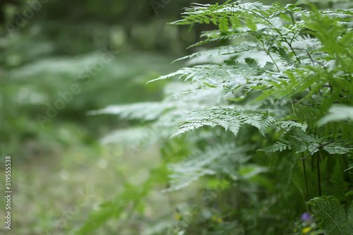 Pteridium aquilinum, brake or common bracken plant, eagle fern, Eastern brakenfern. Green fern  leaves in summer forest close up. photo