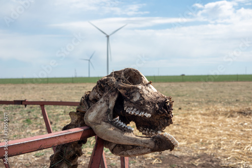 Pronghorn skeleton and a wind turbine on the background