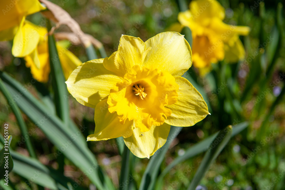 Beautifully bloomed yellow daffodils in Spring Beautifully bloomed yellow daffodils in Spring