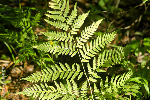 Pteridium aquilinum, brake or common bracken plant, eagle fern, Eastern brakenfern. Green fern  leaves in summer forest close up. photo