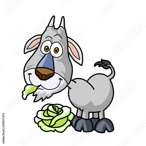 Grey goat with horns and green cabbage eat