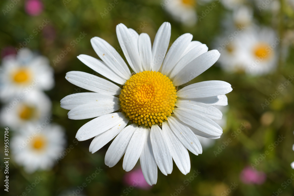 daisies in the garden