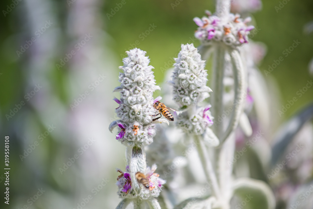 Honeybees collect nectar and pollen from Stachys byzantina, lamb's-ear, woolly hedgenettle, Stachys lanata, olympica fluffy white plants with purple flowers on flowerbed in garden near apiary. Honeybees collect nectar and pollen from Stachys byzantina, lamb's-ear, woolly hedgenettle, Stachys lanata, olympica fluffy white plants with purple flowers on flowerbed in garden near apiary.
