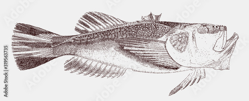 Northern stargazer astroscopus guttatus, venomous fish from the Western Atlantic Ocean