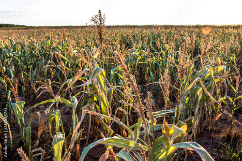 Dry corn fileld with selective focus in Sao Paulo state, Brazil