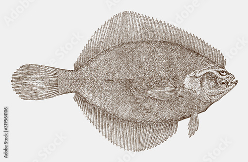 American smooth flounder pleuronectes putnami, a fish from the northwest atlantic ocean in top view