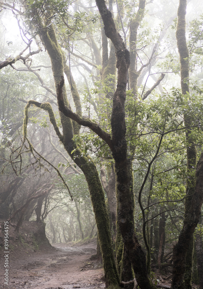 Naklejka premium Misty scary forest in Anaga Natural Park . Tenerife. Green and brown tones. Background