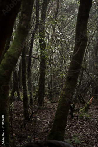 Misty scary forest in Anaga Natural Park . Tenerife. Green and brown tones. Background