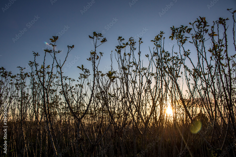 Fototapeta premium Cassava or manioc plant on field with selective focus in Brazil