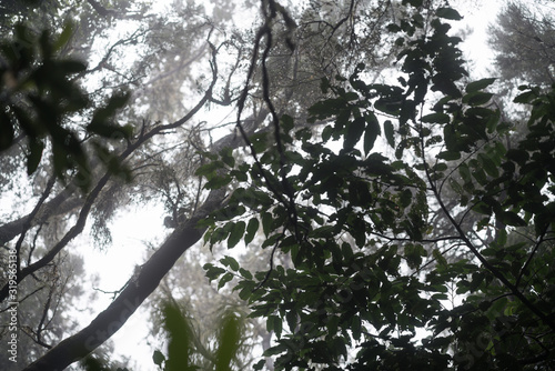 Green tree branch wiyh leaves in rainy foggy weather photo