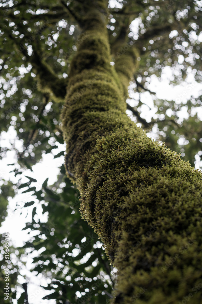 Fototapeta premium Misty scary forest in Anaga Natural Park . Tenerife. Green and brown tones. Background