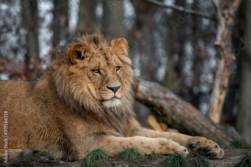 Katanga lion  Panthera leo bleyenberghi 