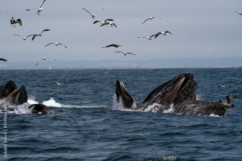 Fototapeta premium Humpback Whales Lunge Feeding - Monterey Bay, California