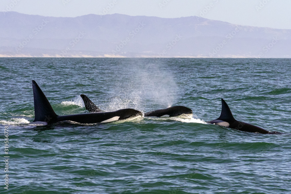 Fototapeta premium Pod of Killer Whales - Monterey Bay, California
