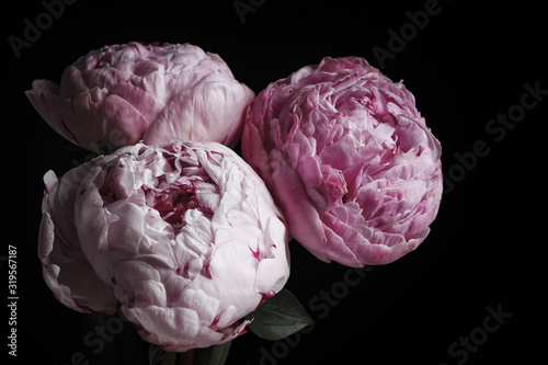 Fototapeta Naklejka Na Ścianę i Meble -  Beautiful fresh peonies on black background, closeup. Floral card design with dark vintage effect