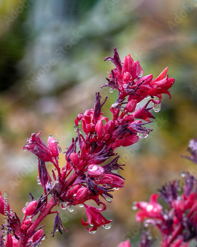 Closeup of Red Yucca (Hesperaloe parviflora) after rainfall. Pink, red and purple blossoms wet, raindrops hanging. Green plants in background. photo