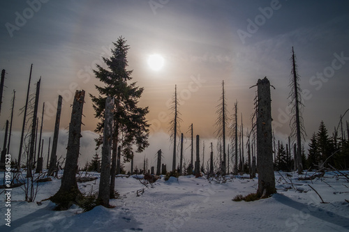 Sun shining through the trees and clouds. Winter trip to Plechy and Trojmezi, Šumava national Park.