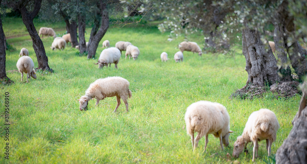sheep and calves in the grass sheep and calves in the grass