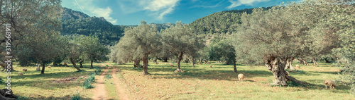 olive grove on the island of Mallorca