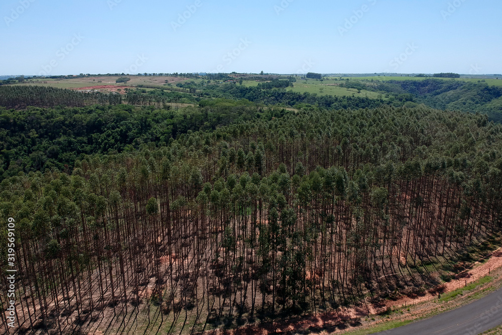 Forest of eucalyptus tree in Sao Paulo state, Brazil