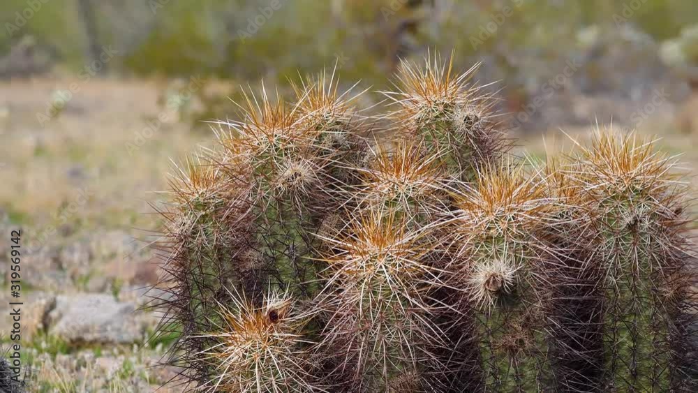 Arizona cacti. Engelmann's hedgehog cactus (Echinocereus engelmannii) Arizona cacti. Engelmann's hedgehog cactus (Echinocereus engelmannii)