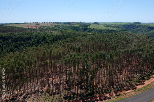 Forest of eucalyptus tree in Sao Paulo state, Brazil