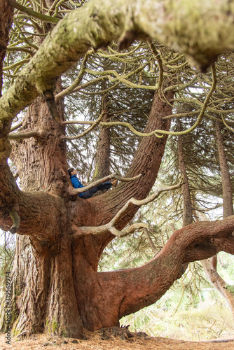 Man Sitting High on a Tree Branch