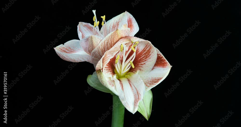 Time-lapse of growing, opening and rotating white amaryllis Matterhorn Christmas flower 1c2 isolated on black background