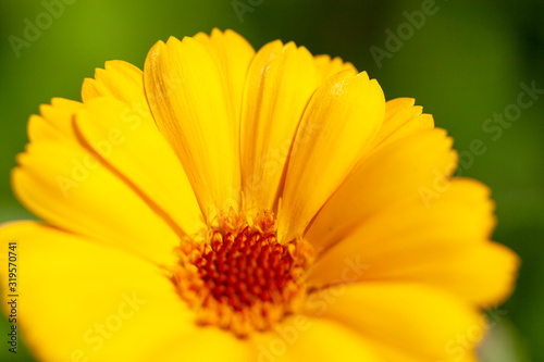 Close up shot of a daisy flower