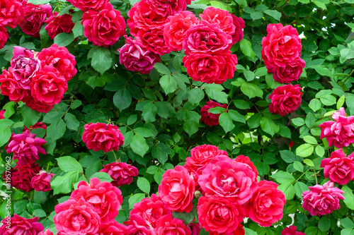 Close up shot of a red rose bush