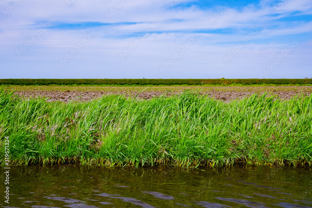 Obraz premium Riverbank overgrown with grass