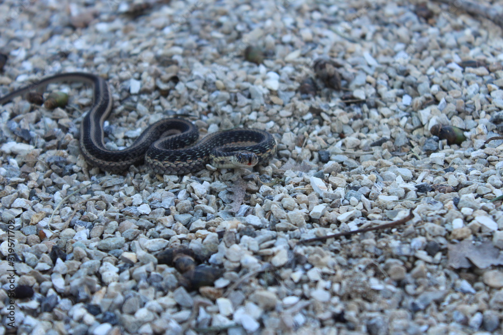 Small snake flicking tongue Small snake flicking tongue