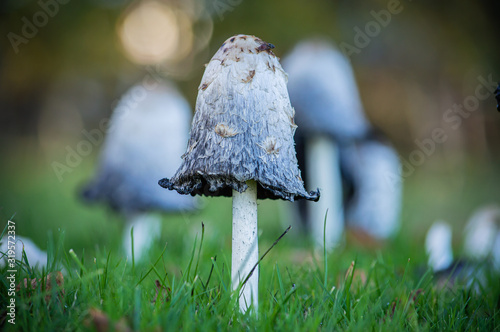 Shaggy Inkcap fungus in a field