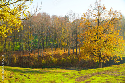 Autumn landscape beautiful colored  glowing in sunlight. wonderful picturesque background. color in nature. gorgeous view. photo