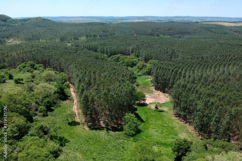Aerial view of drone of a planted eucalyptus forest in Brazil