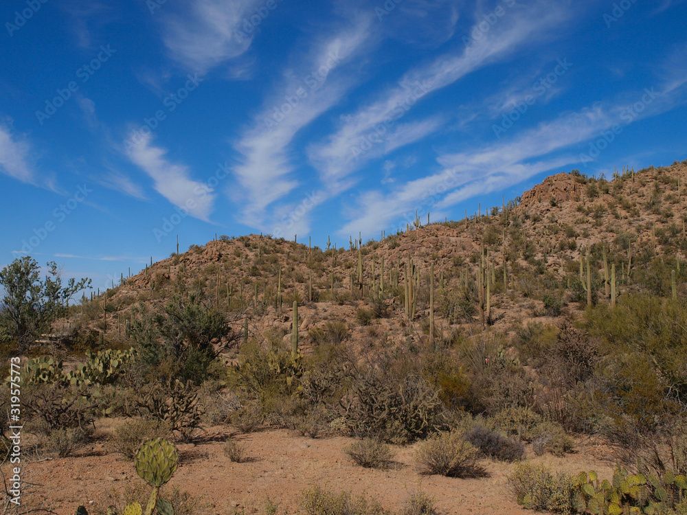 Scenic views of Saguaro National Park