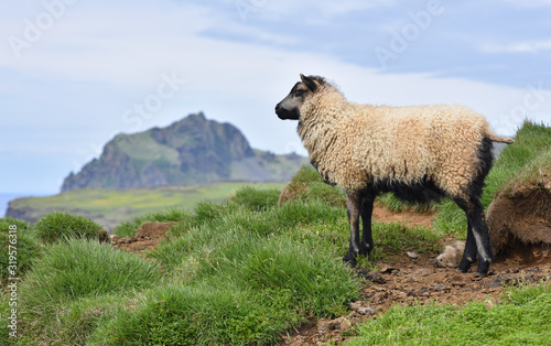 Icelandic lamb on Heimaey, the largest island in the Vestmannaeyjar (westman islands) archipelago, ICELAND. © Tommy Larey