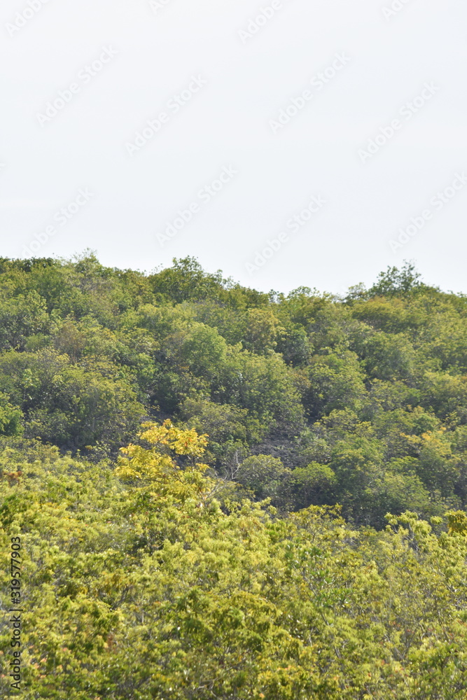 A Green Forest Trees On Hill